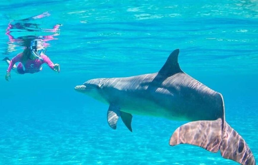 Dolphin house VIP trip in hurghada with snorkeling lunch