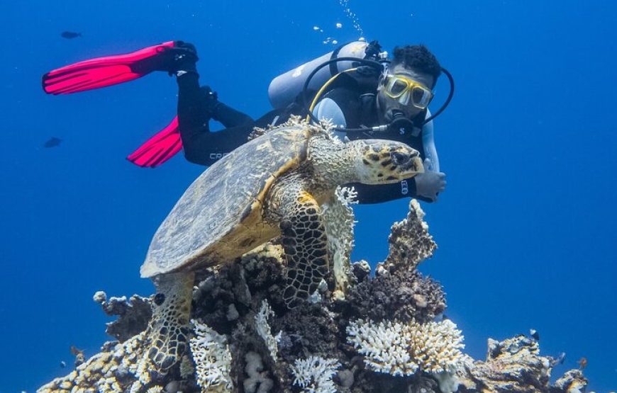 Intro Diving for Beginners 2 Stops Diving with Lunch – Hurghada