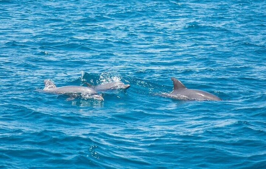Dolphin House By Private Speed Boat & Drinks & Transfer-Hurghada