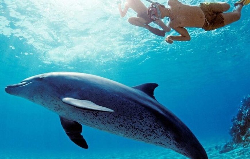 Dolphin house VIP trip in hurghada with snorkeling lunch