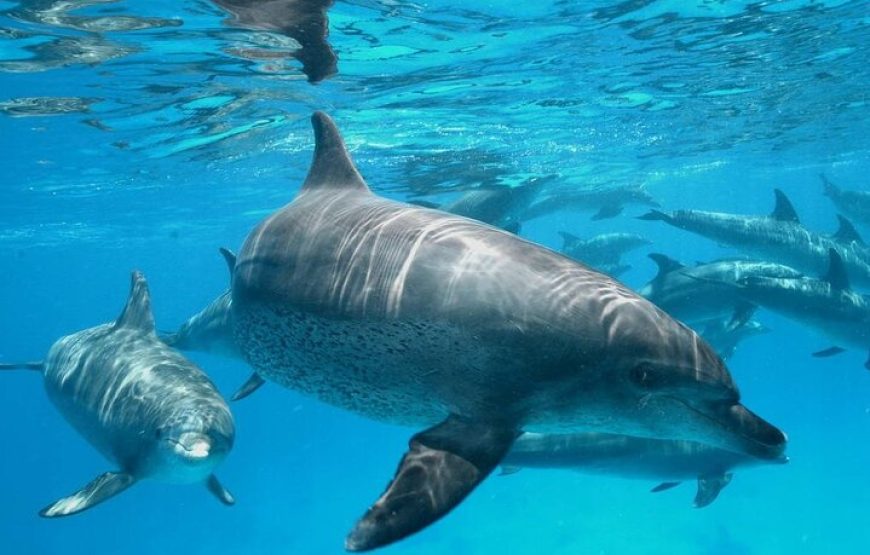 Dolphin house VIP trip in hurghada with snorkeling lunch