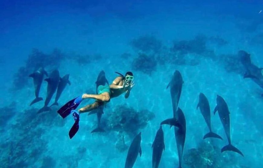 Dolphin House By Private Speed Boat & Drinks & Transfer-Hurghada