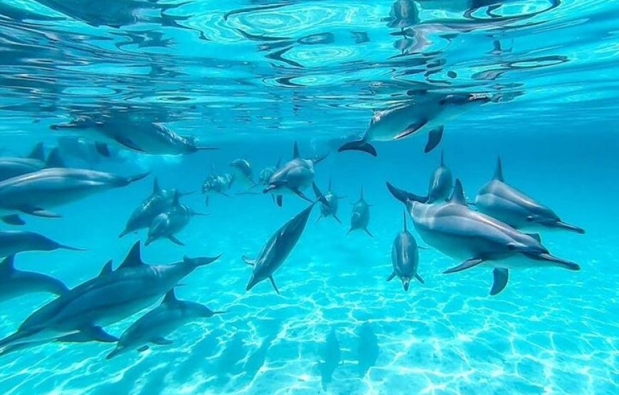 Dolphin house VIP trip in hurghada with snorkeling lunch