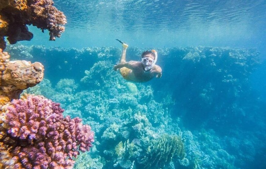 Dolphin house VIP trip in hurghada with snorkeling lunch