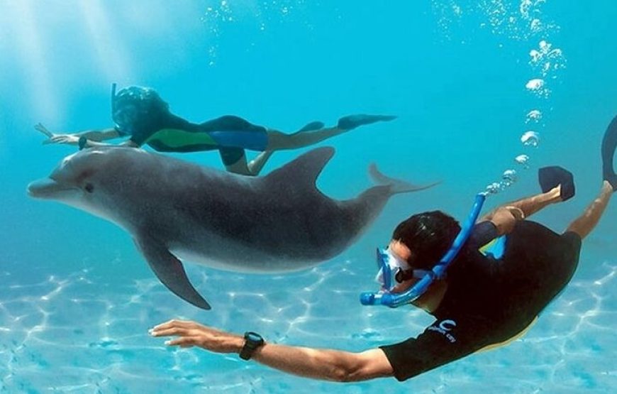 Dolphin house VIP trip in hurghada with snorkeling lunch