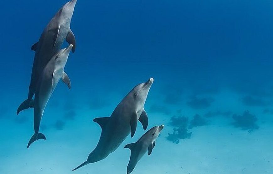 Private Speedboat Dolphin Watching & Snorkeling in Hurghada
