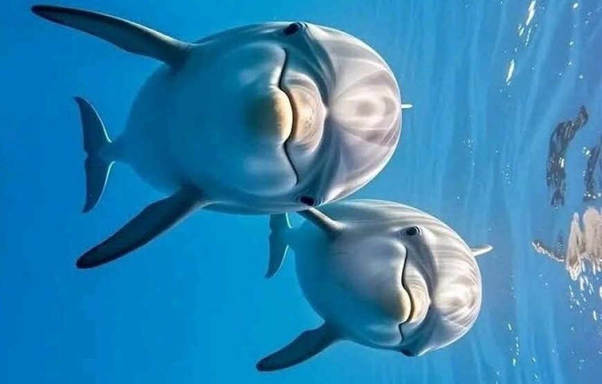 Dolphin house VIP trip in hurghada with snorkeling lunch