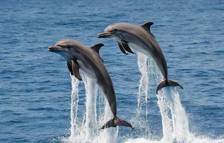 Dolphin house VIP trip in hurghada with snorkeling lunch