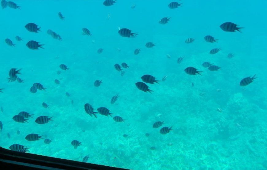 Glass Bottom Boat with 30-minute Snorkeling Trip from Hurghada