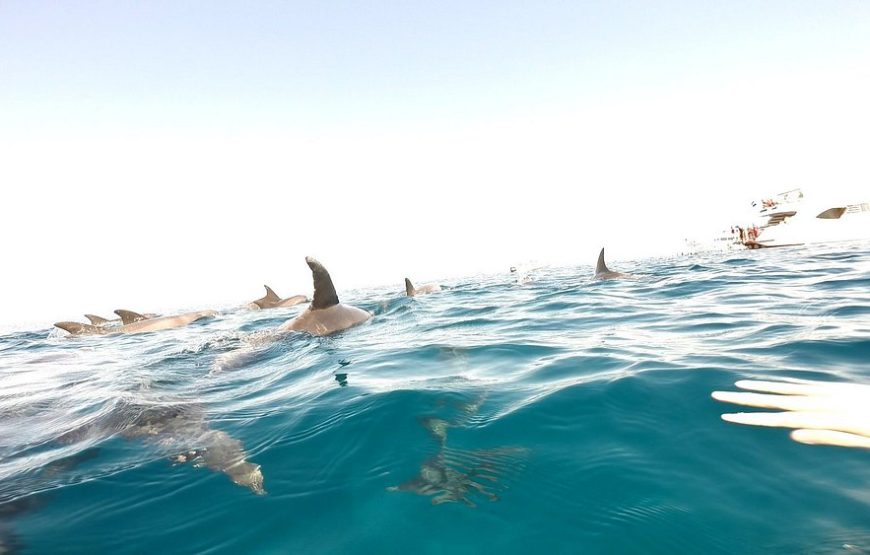 PRIVATE! | 4-hour Speed Boat Trip | Swim With Dolphins, Snorkeling & Island